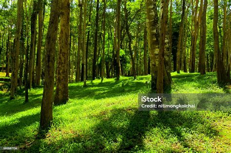 Pohon Di Hutan Hijau Persaingan Pohon Pinus Foto Stok Unduh Gambar