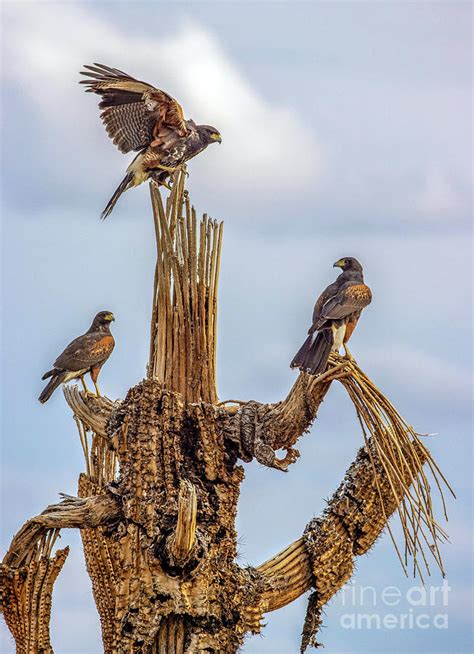 Harris's Hawks Photograph by Daniel VanWart