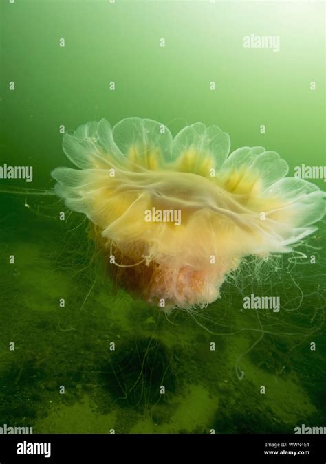 Lion S Mane Jellyfish Stock Photo Alamy