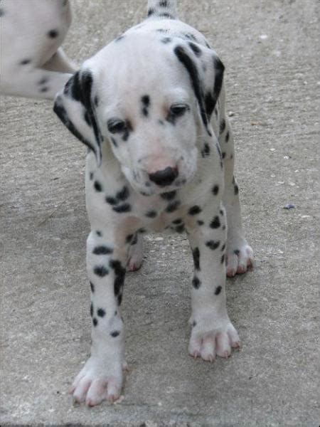 Quiz Les Races De Chien Chiens