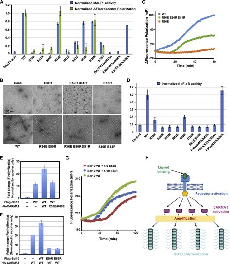 Structural Architecture Of The Carma Bcl Malt Signalosome