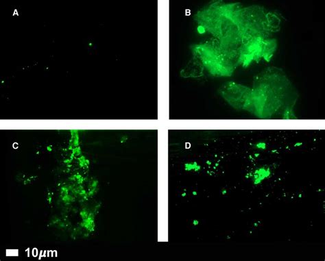 Fluorescence Microscopy Of Representative Micrographs Showing