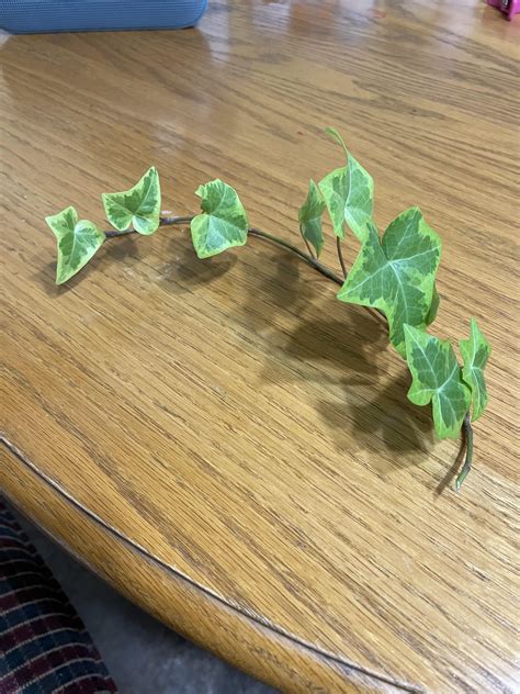 Grabbed This Off My Moms Overflowing Ivy How Best To Prop R