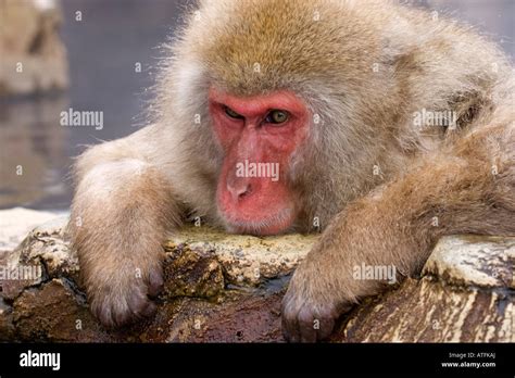 Snow Monkey Bathing In Hot Spring Jigokudani Nagano Japan Leaning On Ricks And Looking Fed Up