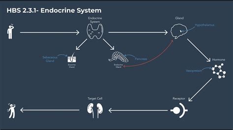 Endocrine System Flow Chart