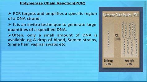 Polymerase Chain Reaction Ppt Download