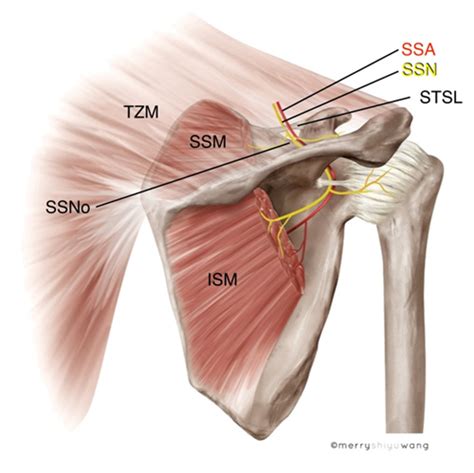 Usra Suprascapular Nerve Block