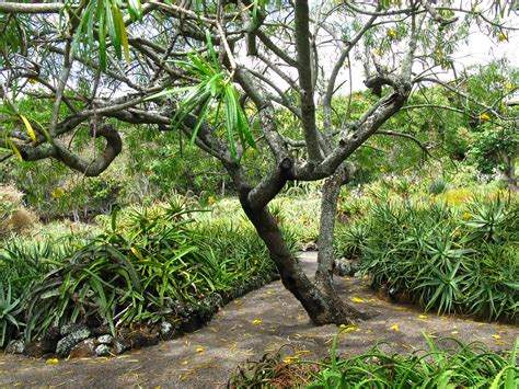 Moir Garden Poipu Kauai Chuck B Flickr