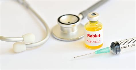 Gejala Rabies Pada Hewan Dan Manusia Apakah Bisa Sembuh