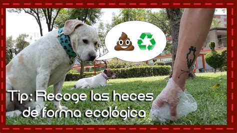 Tip Recoge Las Heces De Tu Perro De Forma Ecol Gica L Como Recoger Las