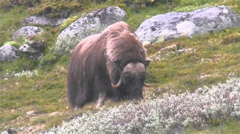 Fauna Noruega: Julio 2015 - YouTube