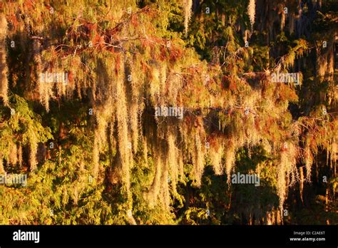 Spanish Moss Tillandsia Usneoides Stock Photo Alamy