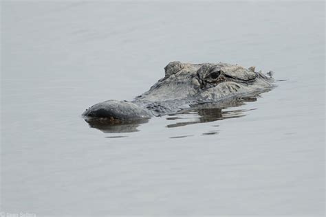 Be Alert When Photographing Birds in Marshy Areas in the Southeastern USA