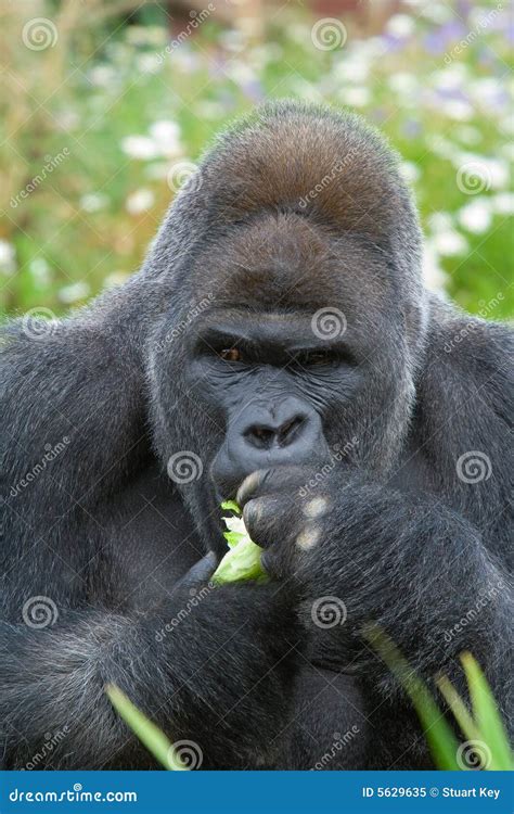 Silverback Gorilla Eating Stock Image Image Of Monkey 5629635