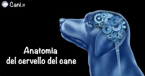 Anatomia Del Cervello Del Cane