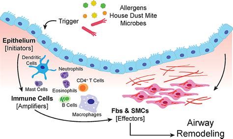 Frontiers Airway Remodeling In Asthma