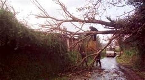 Árboles arrancados de cuajo por el viento cortan varias vías locales