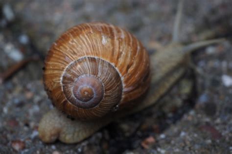 Snails And Their Shells Everything You Need To Know