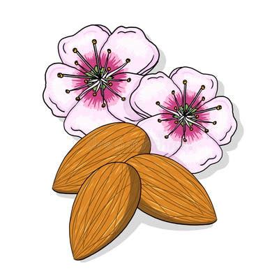 Almond Illustration Stock Illustrations – 18,988 Almond Illustration Stock Illustrations ...