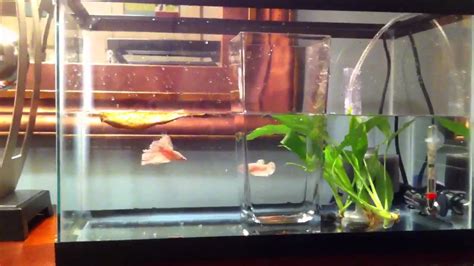 My Betta Spawning Breeding Tank Setup Youtube