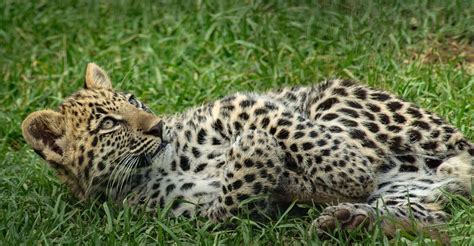 100+ Free Leopard Spots & Leopard Images