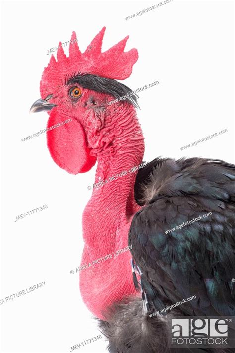 Naked Neck Chicken Cockerel Rooster Stock Photo Picture And Rights