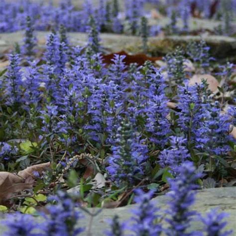 Ajuga Reptans Bugle Rampant Couvre Sol Fleurs Bleues