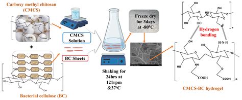 Gels Free Full Text Fungal Carboxymethyl Chitosan Impregnated