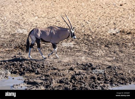 African Gemsbok Hi Res Stock Photography And Images Alamy