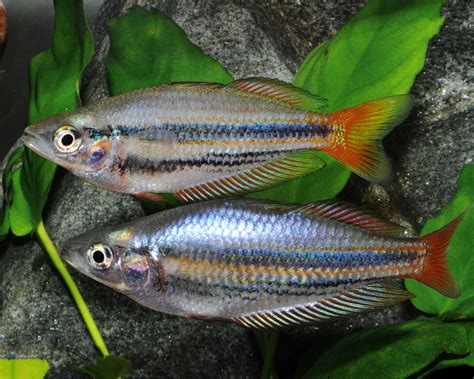 Westlicher Regenbogenfisch Melanotaenia Splendida Australis Dnz