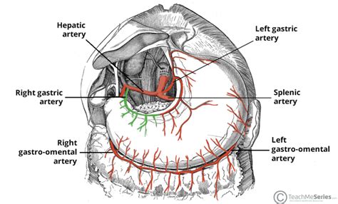 Right Gastric Artery Course Supply TeachMeAnatomy