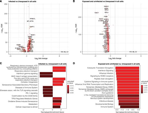 Frontiers Hiv Activates Oxidative Phosphorylation In Infected Cd T