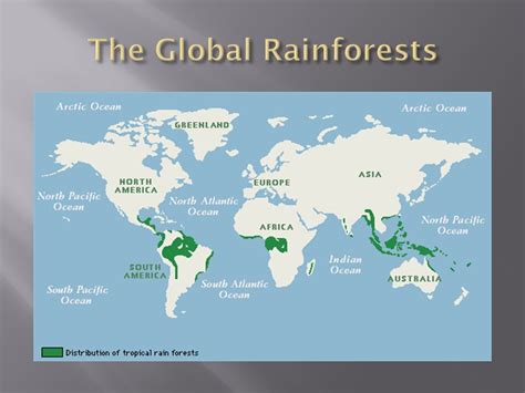 Rainforests Why Are Rainforests So Important They Provide A Home For