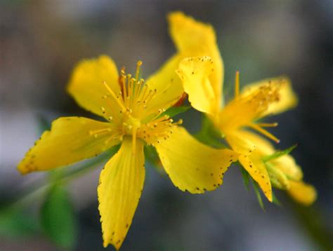 Cultivo de hierba de San Juan Hypericum perforatum Una Guía Completa