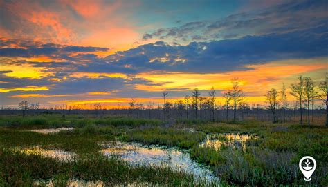 Wetlands And Why They Matter Ecomatcher