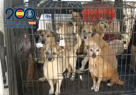 Ten A Una Multitud De Perros Hacinados En Telde Sin Control