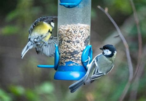 What Color Attracts Birds To A Bird Feeder Birding Deport