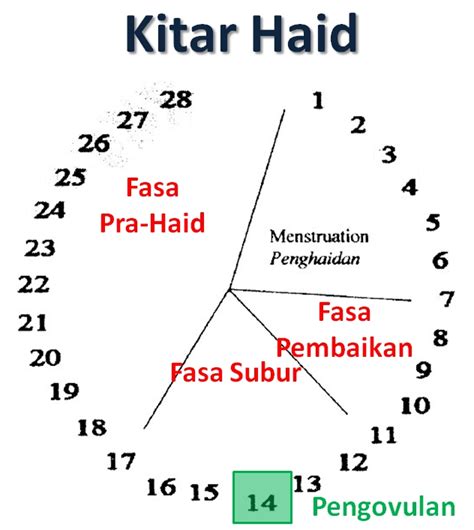 Kitaran Haid 33 Hari Sophie Dyer