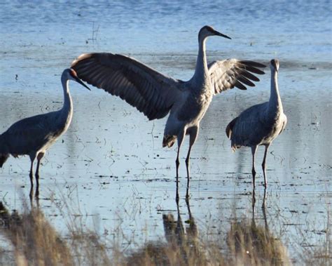 Crane Symbolism: 20 Spiritual Meanings Of Crane