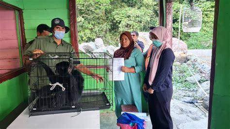 Warga Bandar Baru Serahkan Siamang Kepada Bbksda Sumatera Utara