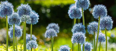 Persian Blue Allium