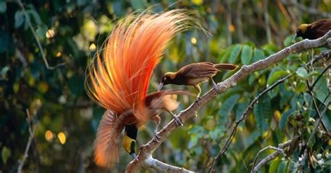 Gambar Burung Cendrawasih Hitam Putih – Caribes.net