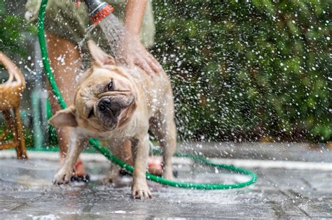 Dias de calor como cuidar dos pets durante a estação mais quente do