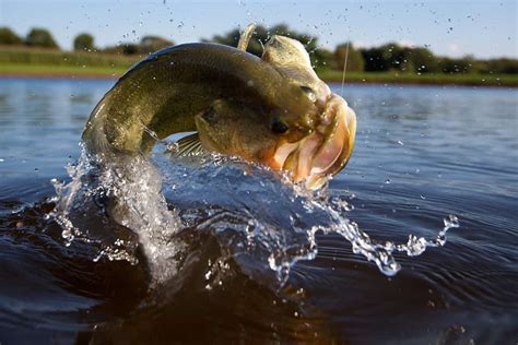 7 Popular Gar Fish Types: How to Catch Them + Fishing Tips