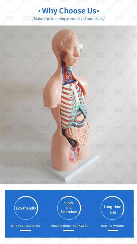 Anatomical Model For Medical Science School Students Human Body Torso