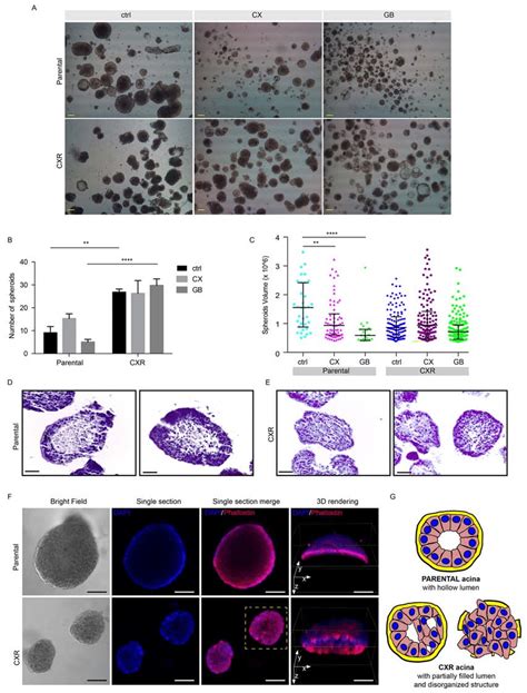 Cetuximab Resistant Cells Displayed Increased Ability To Growth In