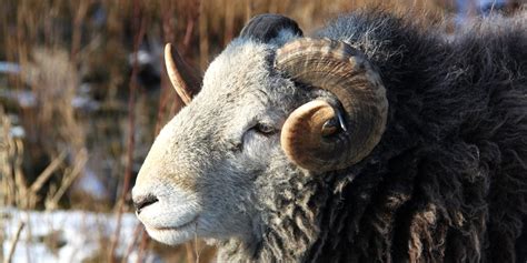 Schafporträt Herdwick Schaf Filznetzwerk e V