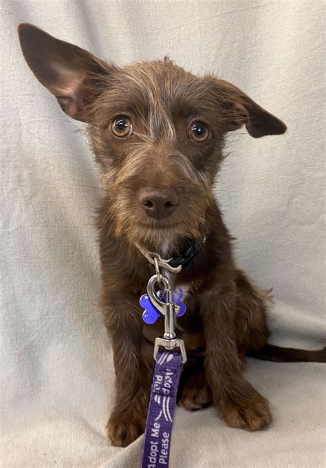 Dog for Adoption - Godiva, a Miniature Schnauzer in Claremont, CA | Alpha Paw