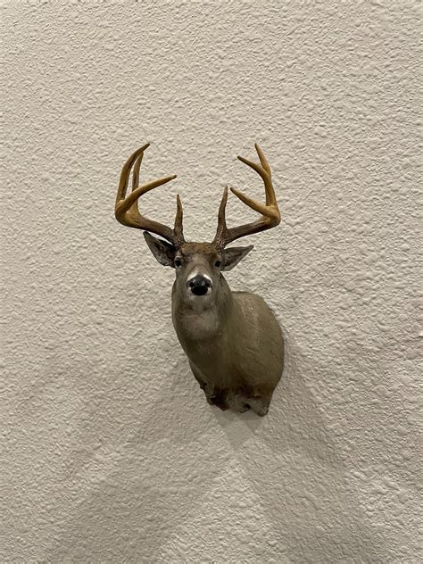 Miniature Stud 8 Point Whitetail Buck Shoulder Mount - Etsy