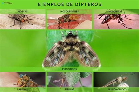 D Pteros Definici N Caracter Sticas Y Tipos Fotos